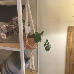 Small Hoya w/ Macrame Hanger by Kelsey Muller
