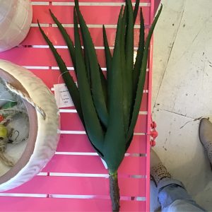 Faux Aloe Stem